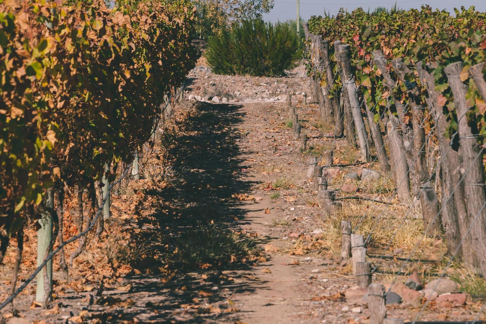 Rosell Boher Winery Lodge & Spa Agrelo Exteriér fotografie